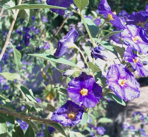 IMAG0013.jpg