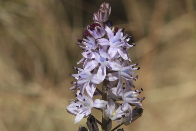 Scilla autumnalis