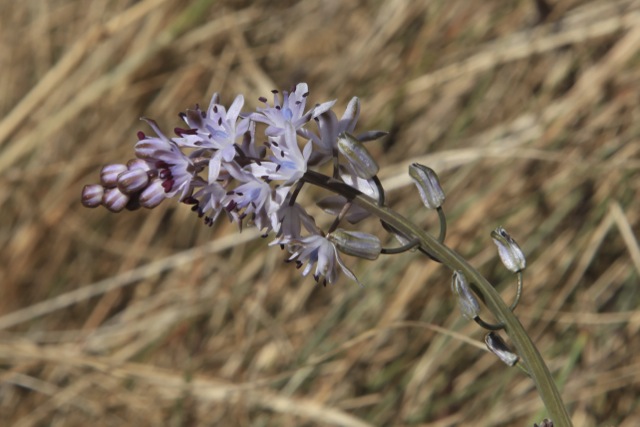 Scilla autumnalis