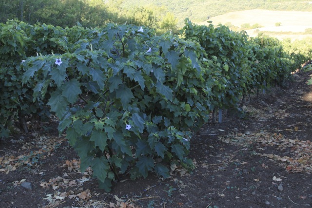 Datura stramonium var. tatula