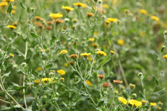 Pulicaria dysenterica