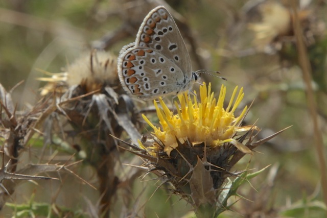 Carlina hispanica subsp. hispanica