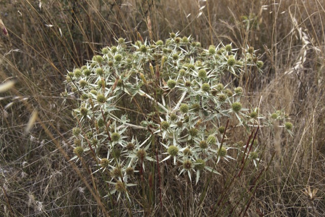 Eryngium campestre