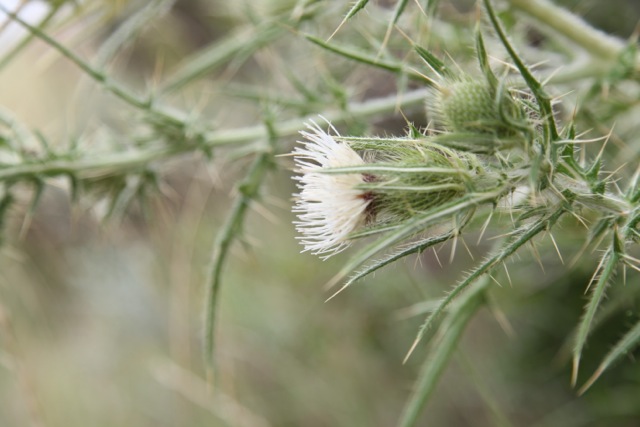 Cirsium ferox