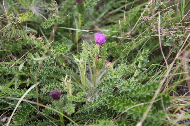 Cirsium acaule