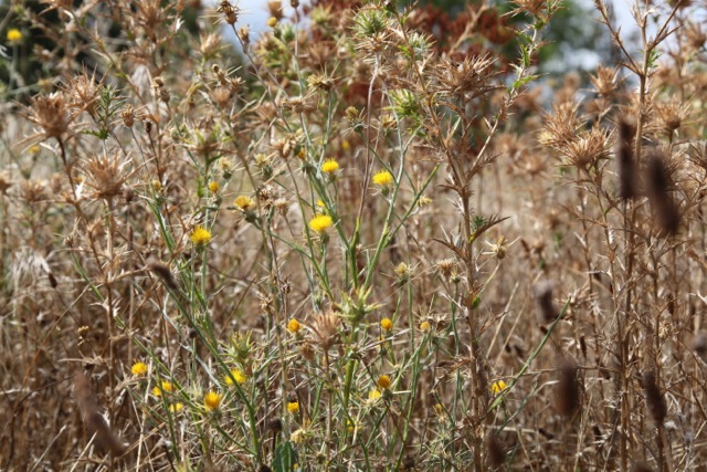 Centaurea solstitialis