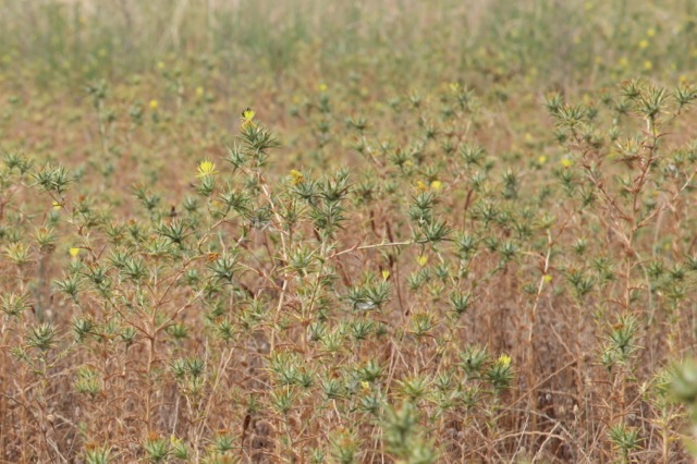 Centrophyllum lanatum