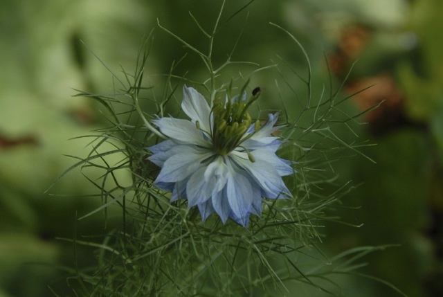 Nigella damascena