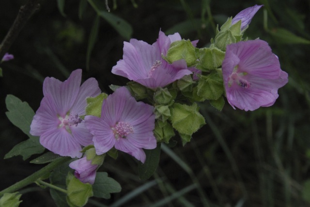 Malva alcea