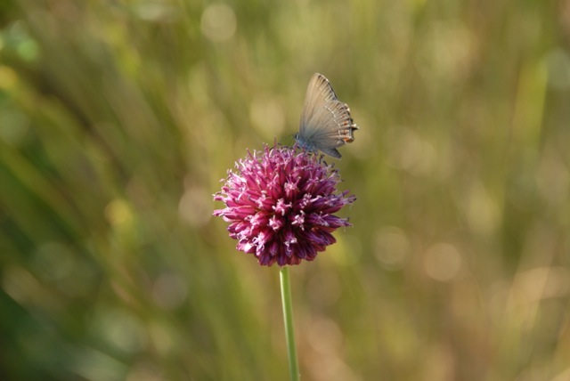 Allium sphaerocephalon