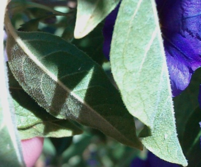 IMAG0016.jpg