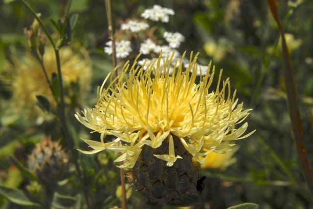 Centaurea collinea