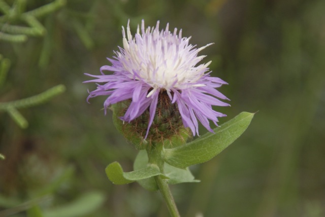 Centaurea pectinata