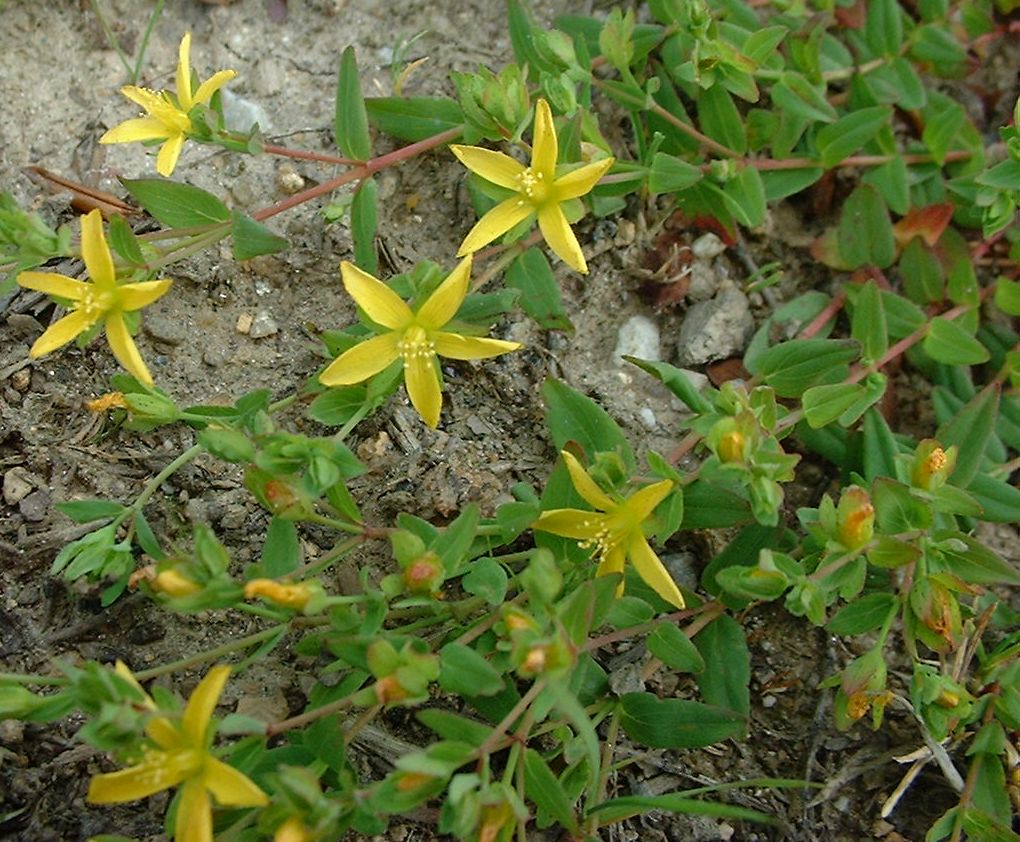 hypehumifusum.jpg
