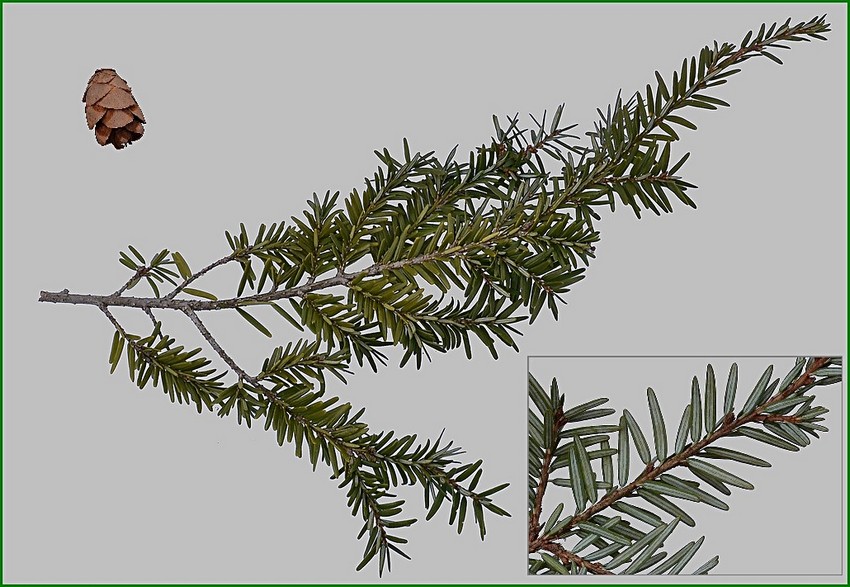 Tsuga canadensis 1.jpg