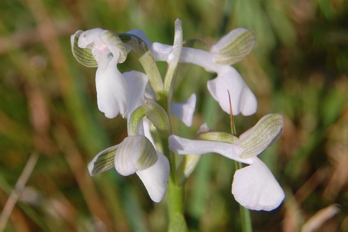 anacmptis morio.JPG