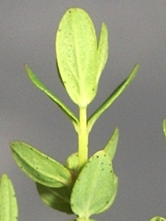 Hypericum perforatum -  Millepertuis commun (5).JPG