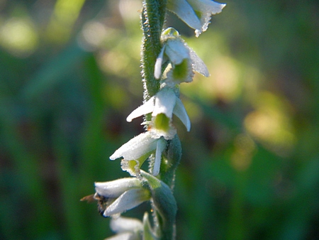 DSCN4732.JPG