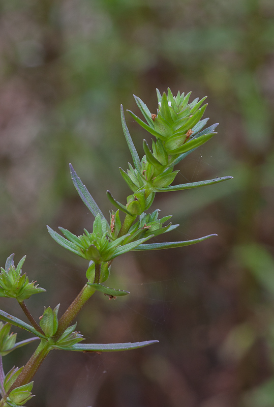 Bacopa-sessiliflora5.jpg