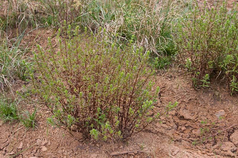 Bacopa-sessiliflora6.jpg