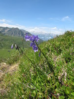 campanula lanceolata pied once 5 aout 2013.jpg