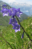 campanula lanceolata oncet 6 aout 2013.jpg