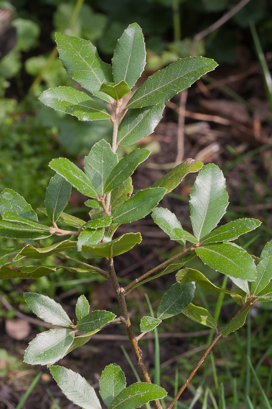 Quercus1.jpg