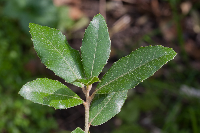 Quercus2.jpg
