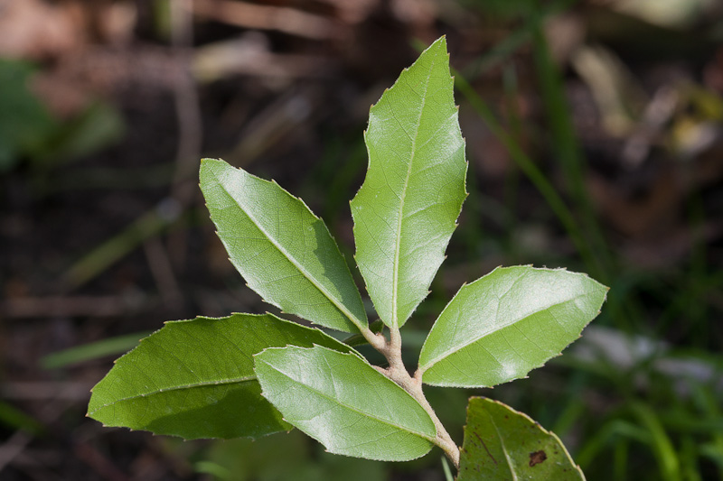 Quercus3.jpg