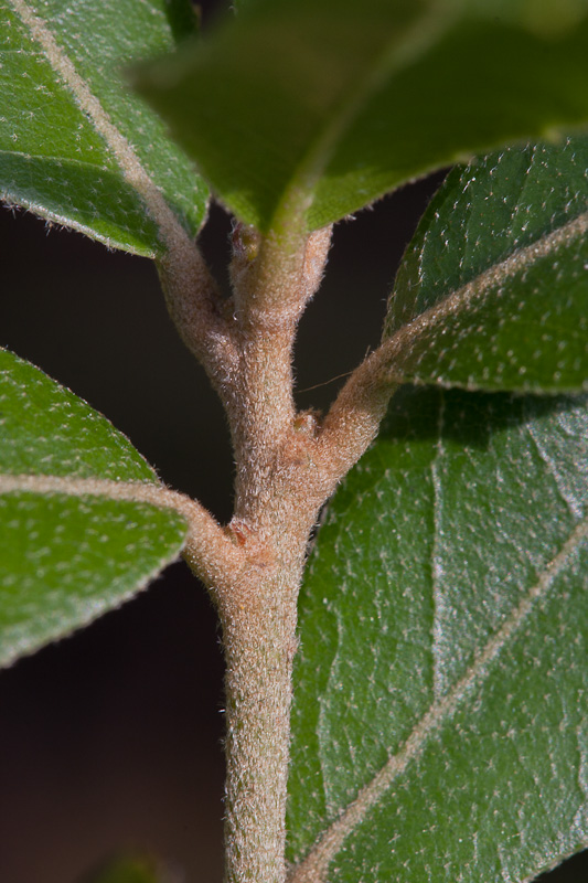 Quercus4.jpg