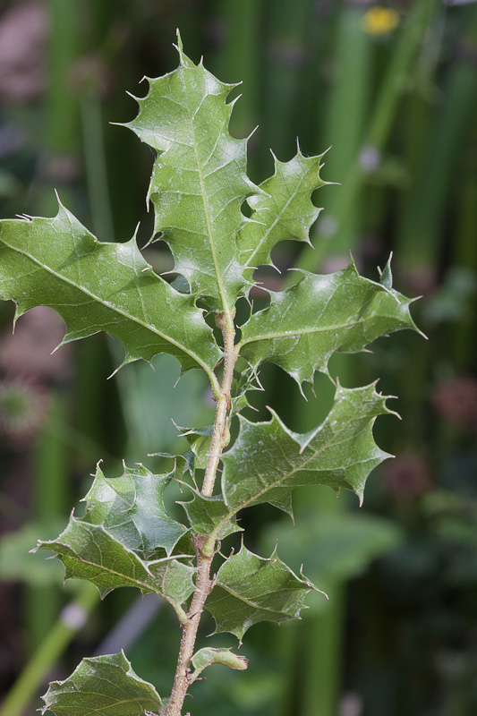 Quercus6.jpg