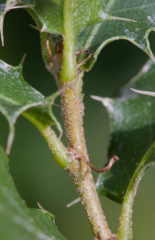 Quercus7.jpg