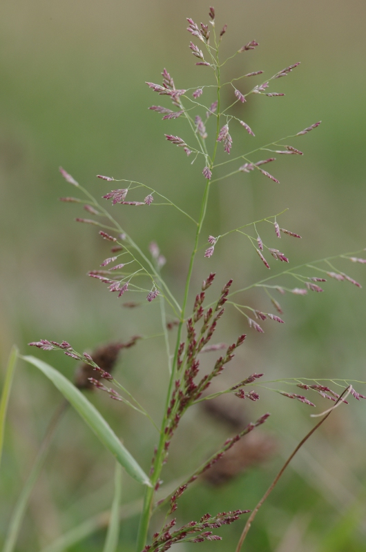 Eragrostis pilosa (digue du Rhône en aval de Seyssel)
