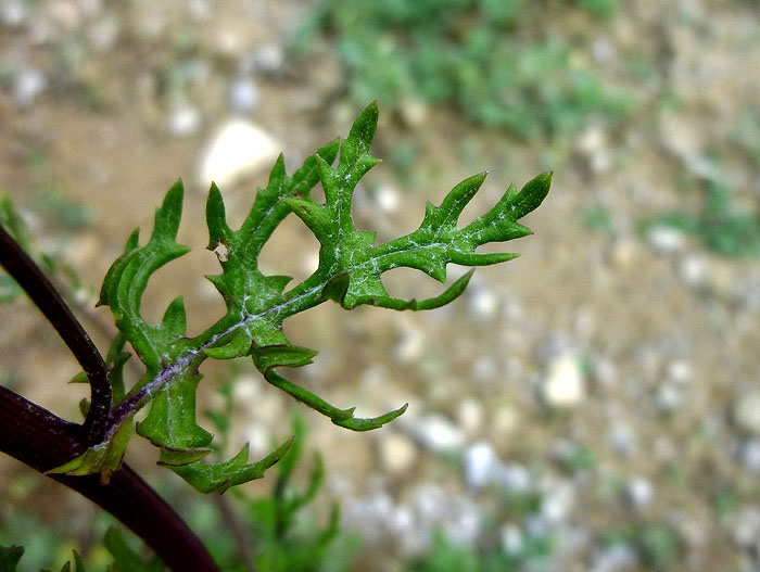 04P1090637RRW.jpg