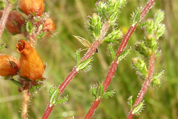 3 Erica ciliata.JPG