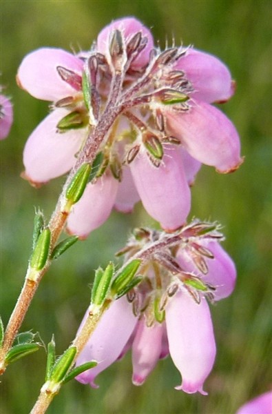 4 Erica tetralix.JPG