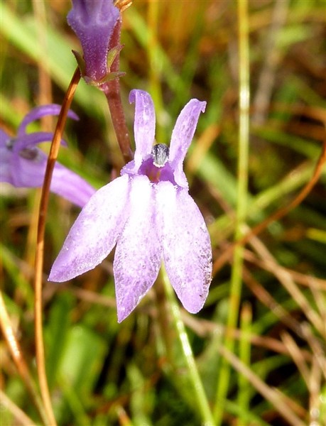6 Lobelia urens.JPG
