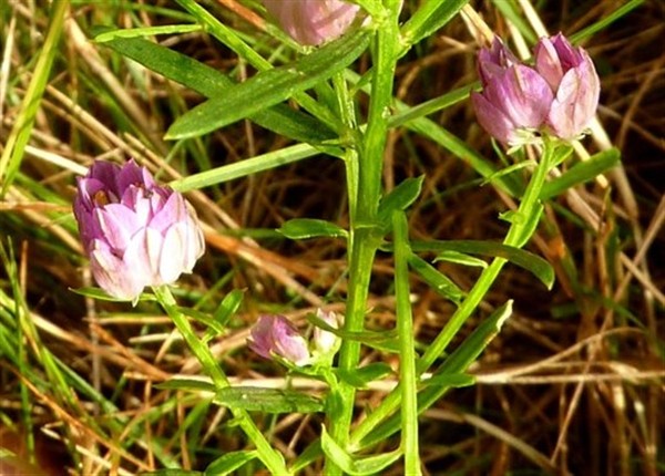 8 Polygala curtisii.JPG