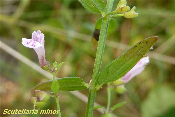 9 Scutellaria minor.JPG