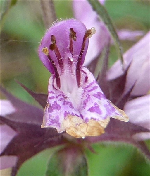 10 Stachys palustris.JPG