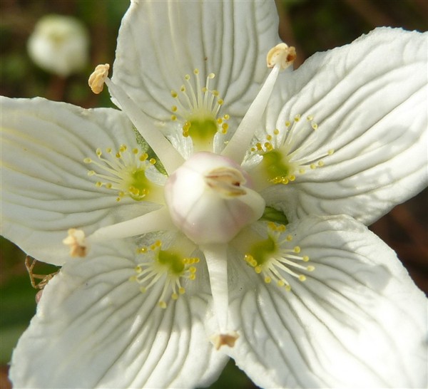 11 Parnassia palustris.JPG