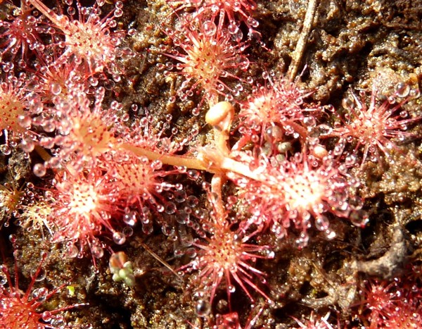 12 Drosera intermedia.JPG