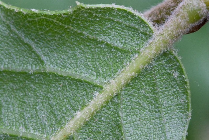 Quercus8.jpg