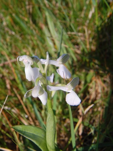 anacmptis morio 1.JPG