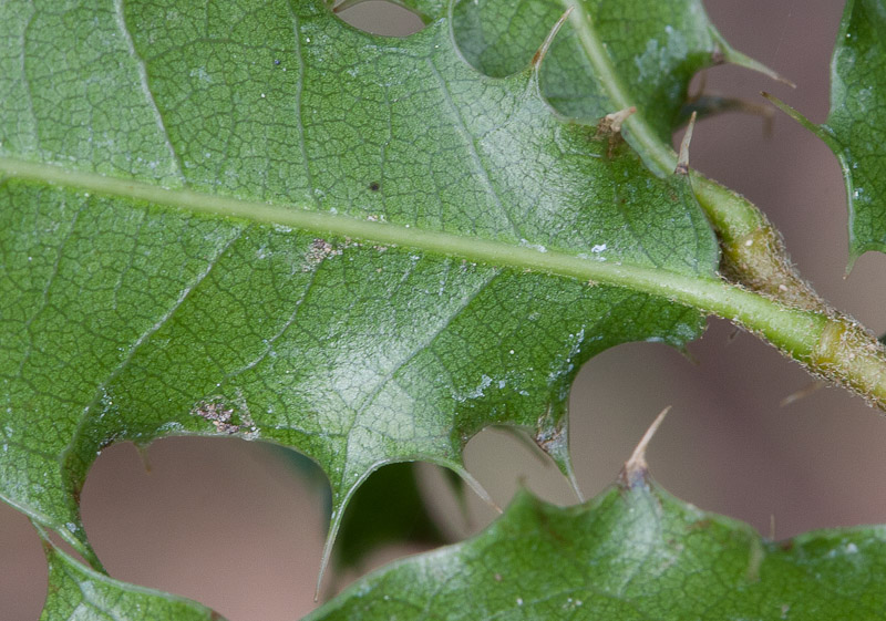 Quercus9.jpg