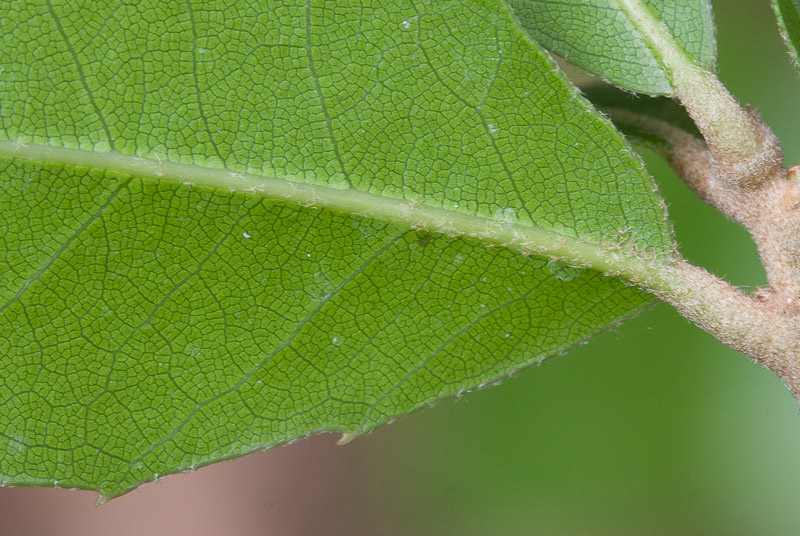 Quercus10.jpg