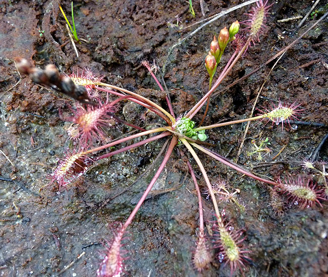 Drosera intermedia-P1090929RRW3.jpg