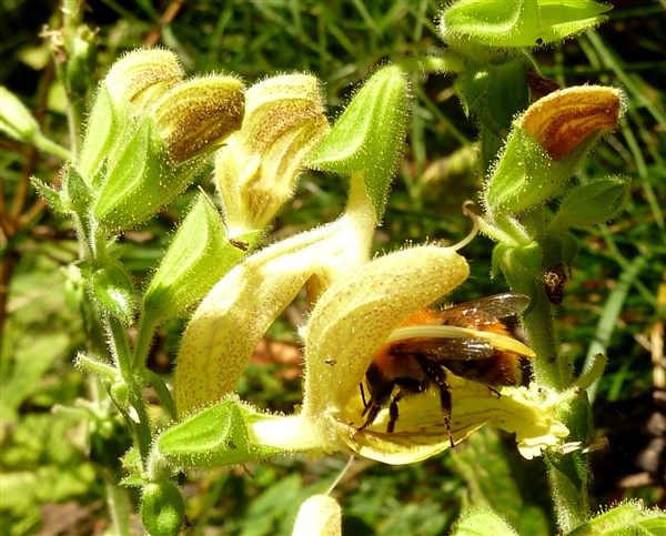3 salvia glutinosa-001.JPG