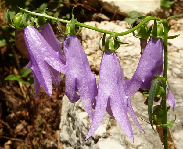 4 campanula rapuncoïdes-001.JPG