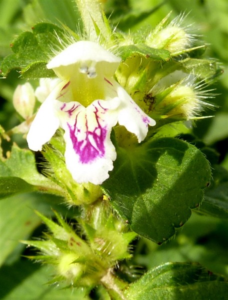 5 galeopsis pubescens-001.JPG